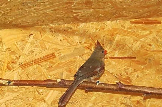 Kardynały szkarłatne (Cardinalis cardinalis), Wielkopolskie, Wolica