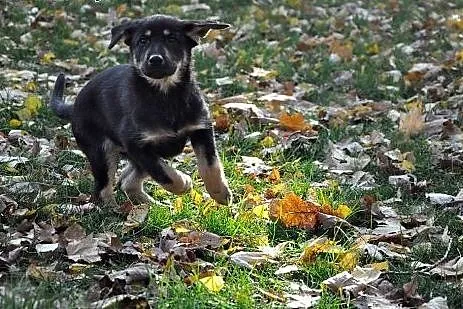 3 mies. pieszczoszka Hera szuka domu!,  mazowiecki
