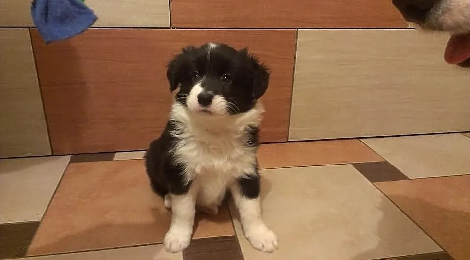 Border Collie po Championach