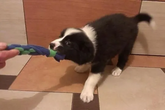 Border Collie po Championach