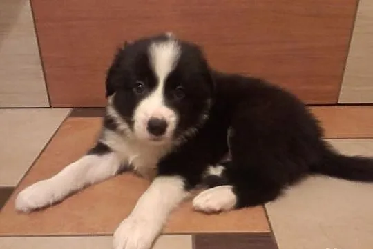 Border Collie po Championach