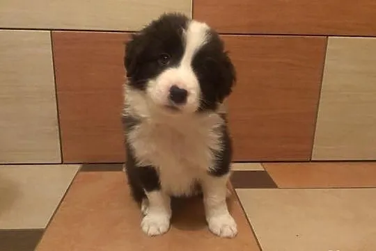 Border Collie po Championach