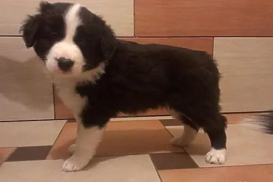 Border Collie po Championach