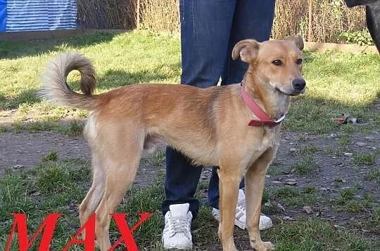 MAX do adopcji .