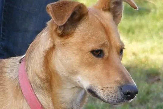 MAX do adopcji .