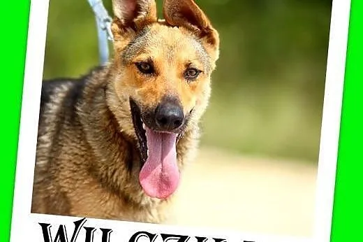 Owczarek mix,młoda,aktywna,łagodna,wilczasta suka WILCZKA.Adopcja,  małopolskie Kraków