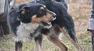 Figiel - uroczy, pocieszny szorściak do adopcji,