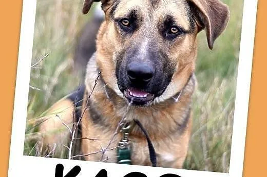 1 rok, 38 kg,w typie owczarka, przyjazny,posłuszny,pies KASO.Adopcja,  śląskie Katowice