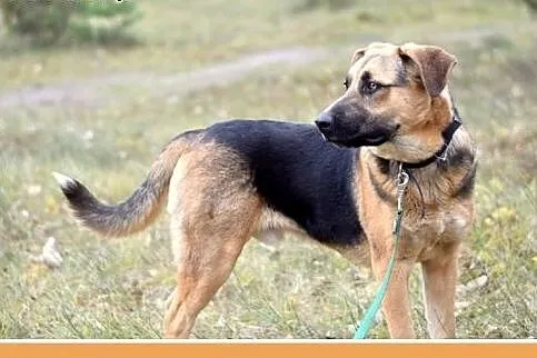 1 rok, 38 kg,w typie owczarka, przyjazny,posłuszny