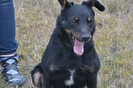 Prawdziwa perełka w schronisku... Kto uratuje Śmie