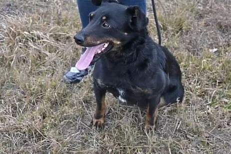 Prawdziwa perełka w schronisku... Kto uratuje Śmie