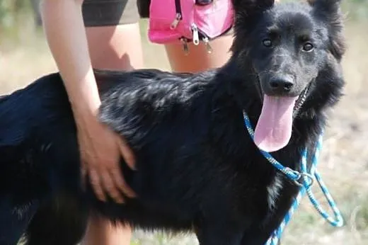 Śliczna, długowłosa suczka szczeniak ADOPCJA,  mał