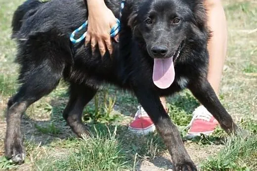 Śliczna, długowłosa suczka szczeniak ADOPCJA,  mał