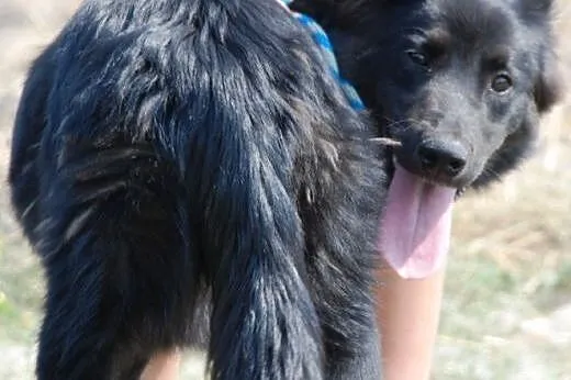 Śliczna, długowłosa suczka szczeniak ADOPCJA,  mał