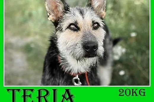 20kg,terrier mix,łagodna,wesoła suczka TERIA.Adopcja,  dolnośląskie Wrocław