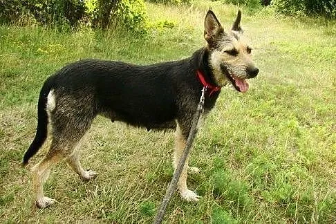 20kg,terrier mix,łagodna,wesoła suczka TERIA.Adopc