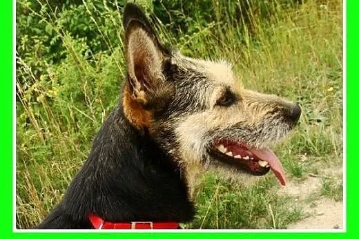 20kg,terrier mix,łagodna,wesoła suczka TERIA.Adopc