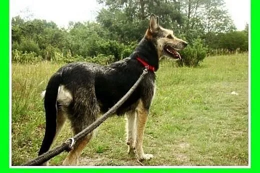 20kg,terrier mix,łagodna,wesoła suczka TERIA.Adopc