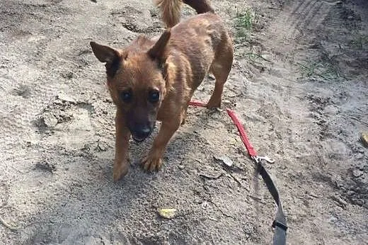 Frodo – sympatyczny psiak z dworca szuka