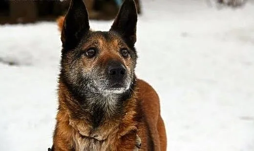 Kocha aportować i kocha być kochanym :), śląskie