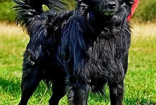 Czarli szuka domu