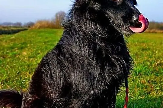 Czarli szuka domu