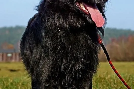 Czarli szuka domu