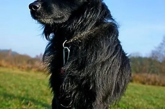 Czarli szuka domu