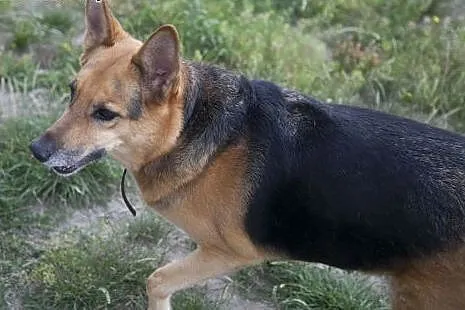 SARA - cudna dama do zakochania :),  śląskie Częst