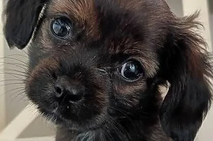 Chilier dog suczka z rodowodem