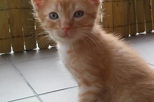 Mam 8 tyg. kto mnie pokocha? ,  mazowieckie Warsza