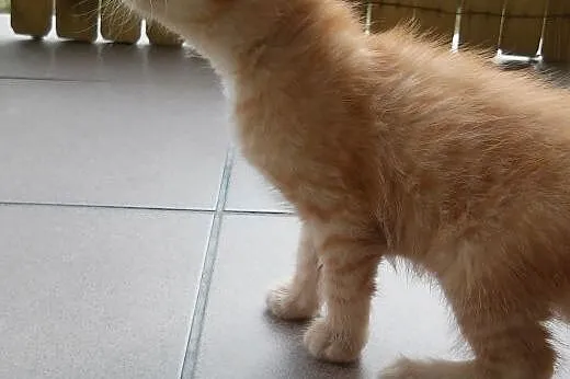 Mam 8 tyg. kto mnie pokocha? ,  mazowieckie Warsza