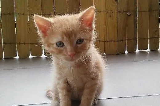 Mam 8 tyg. kto mnie pokocha? ,  mazowieckie Warsza