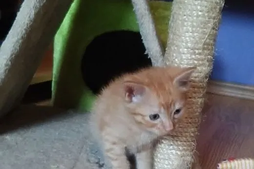 Mam 8 tyg. kto mnie pokocha? ,  mazowieckie Warsza