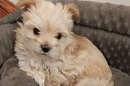 Samica Golddust Terrier biało-złota