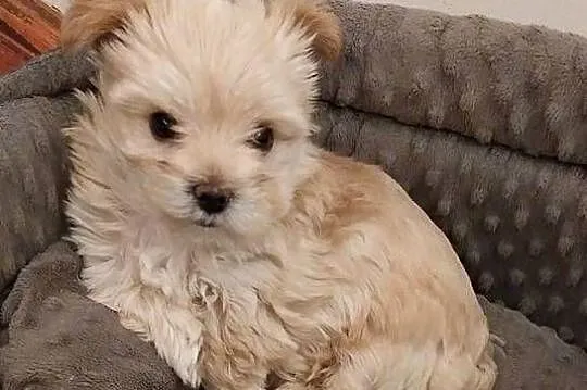Samica Golddust Terrier biało-złota, Lubelskie, Łuków