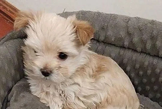 Samica Golddust Terrier biało-złota, Lubelskie, Łuków