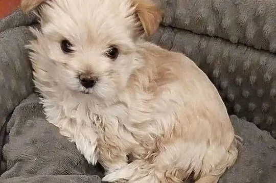 Samica Golddust Terrier biało-złota, Lubelskie, Łuków