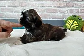 Pies rasy Shih Tzu rodowód