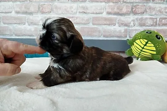 Pies rasy Shih Tzu rodowód