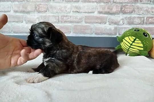 Pies rasy Shih Tzu rodowód, Wielkopolskie, Złotków