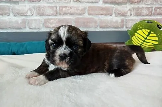 Pies rasy Shih Tzu rodowód, Wielkopolskie, Złotków