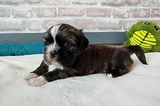 Pies rasy Shih Tzu rodowód, Wielkopolskie, Złotków