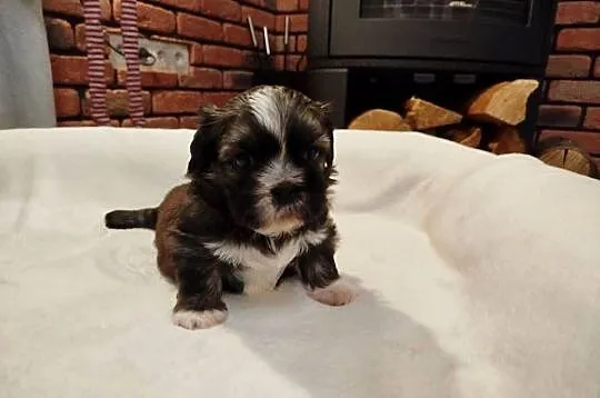 Pies rasy Shih Tzu rodowód, Wielkopolskie, Złotków