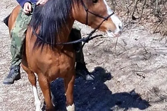 Klacz typ szlachetny- Wessoa, , 