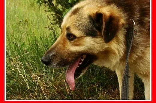 Grzeczny, duży 30 kg,łagodny,bardzo przyjacielski 