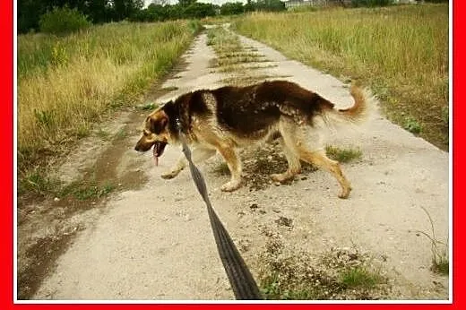 Grzeczny, duży 30 kg,łagodny,bardzo przyjacielski 
