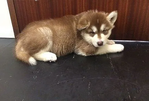 Alaskan malamute szczenięta z rodowodem, Alaskan