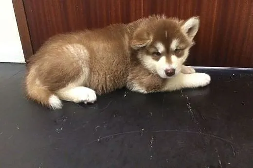 Alaskan malamute szczenięta z rodowodem, Alaskan malamute cała Polska