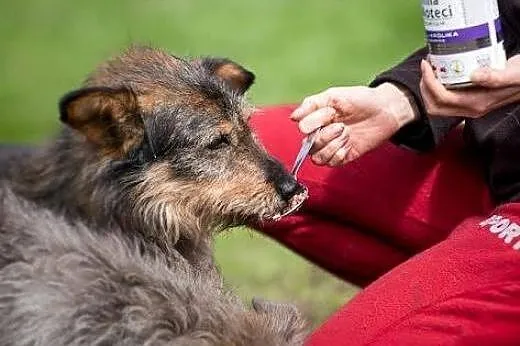 Szuka domu śliczny SZCZOTKA, co wygląda jak maskot